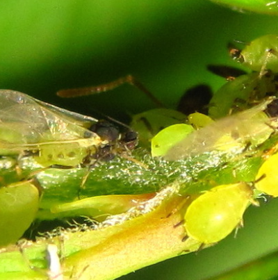 유시 및 무시 성충