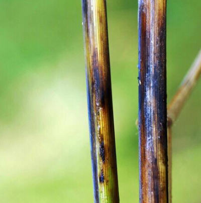 병원균 균사와 줄기 병징