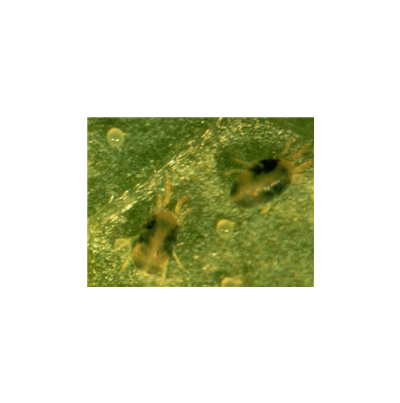 여름형 성충과 알