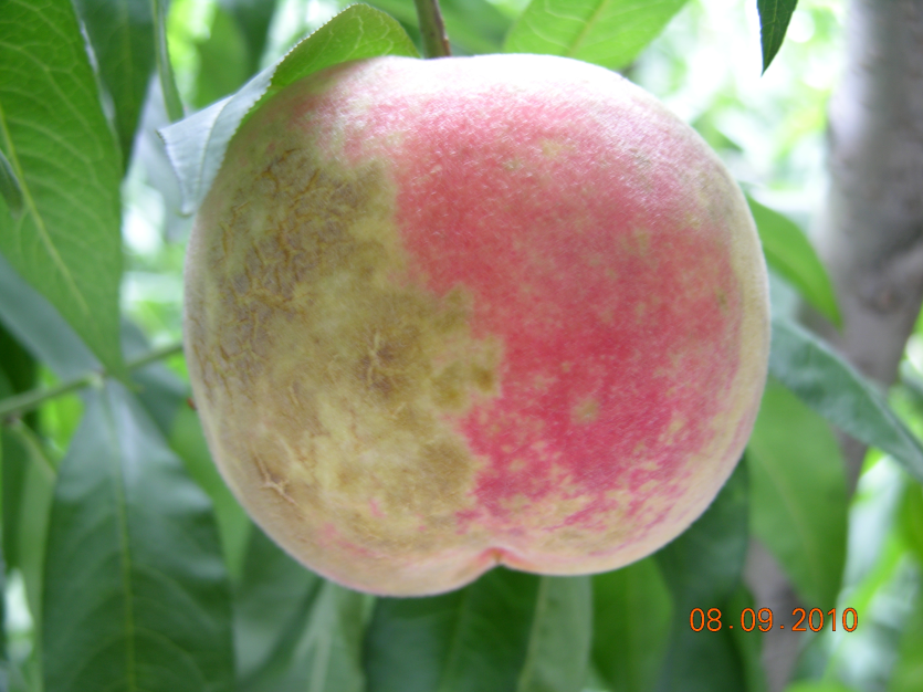 약해(균열 증상)와 그을음 증상 혼재 