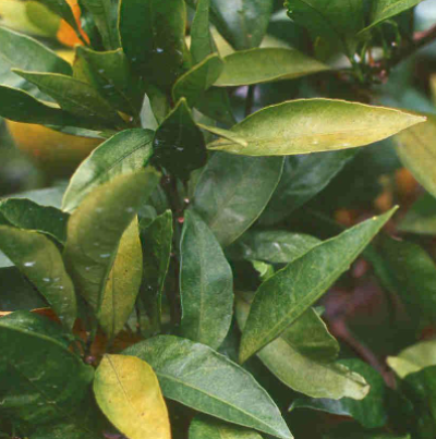 밀감의 결핍 증상