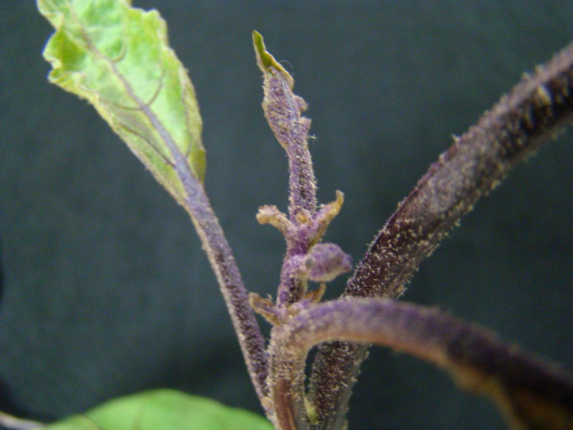 신초 기형 및 잎의 오그라듬 증상