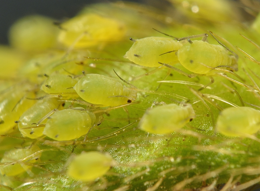 콩진딧물 약충 2