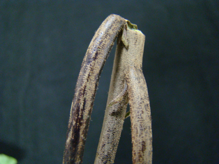 줄기 코르크 증상