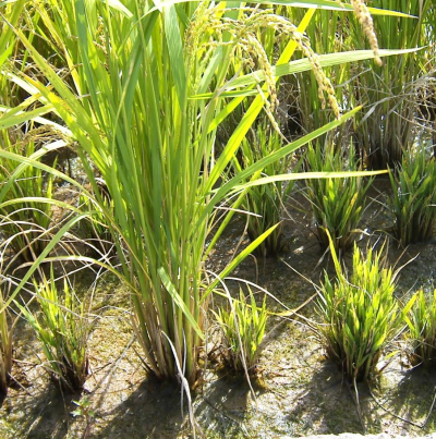 심하게 위축된 모습