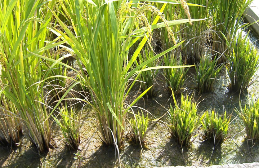 심하게 위축된 모습