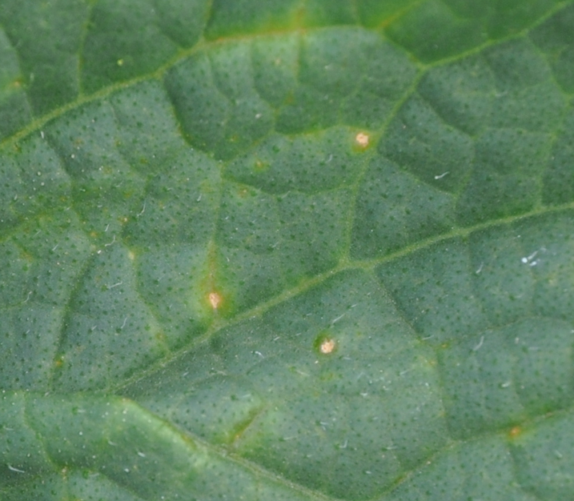 초기(갈색의 선명한 점)