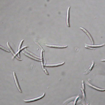 병원균(F. solani 분생포자) 