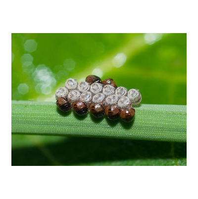 알락수염노린재 알과 부화한 약충