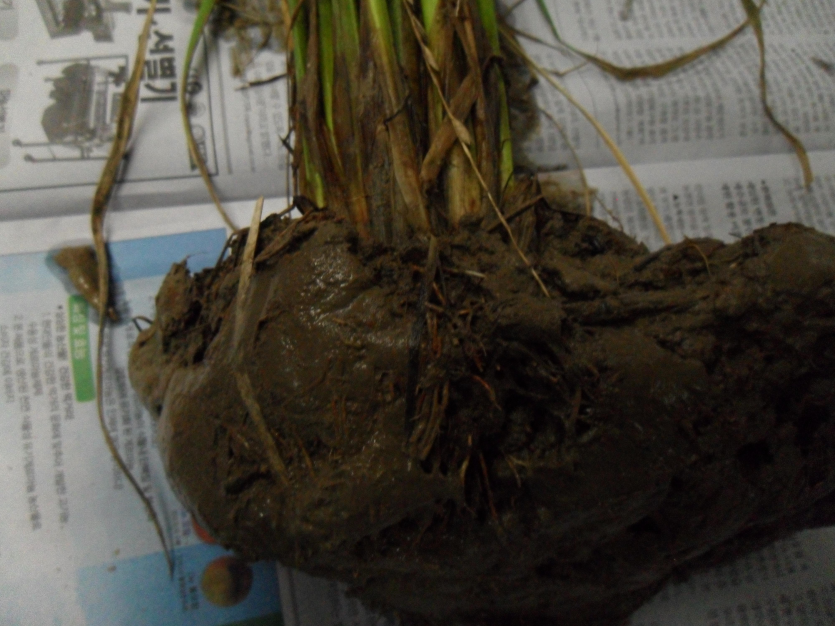 철분에 의한 붉은 반점