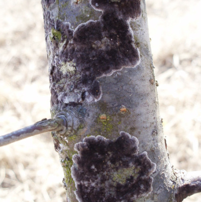 가지의 병징(잿빛고약병)