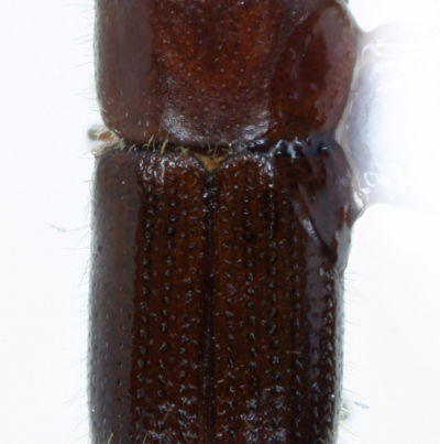 암브로시아나무좀