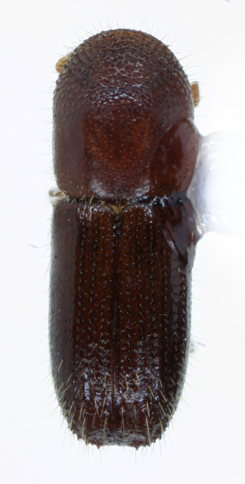 암브로시아나무좀