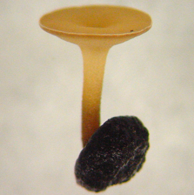 균핵에 형성된 자낭반