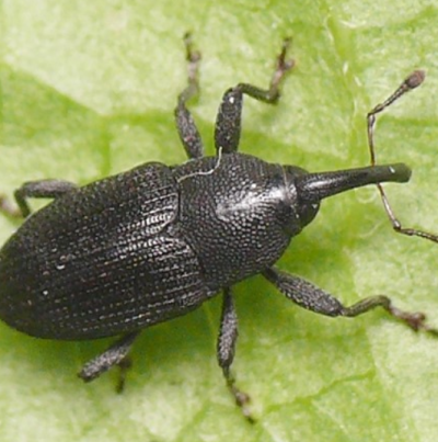 뽕나무애바구미 성충