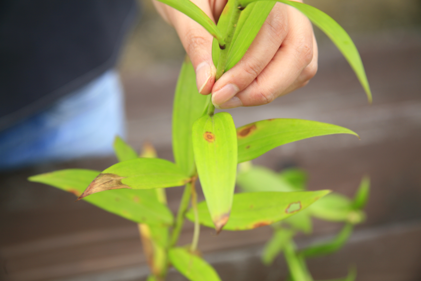 잎의 피해 증상(2)