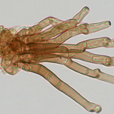 C. canescens 분생자경