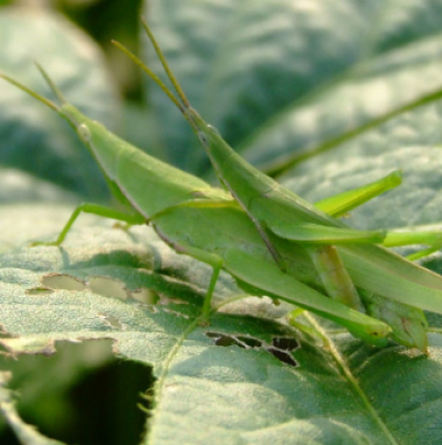 섬서구메뚜기 성충