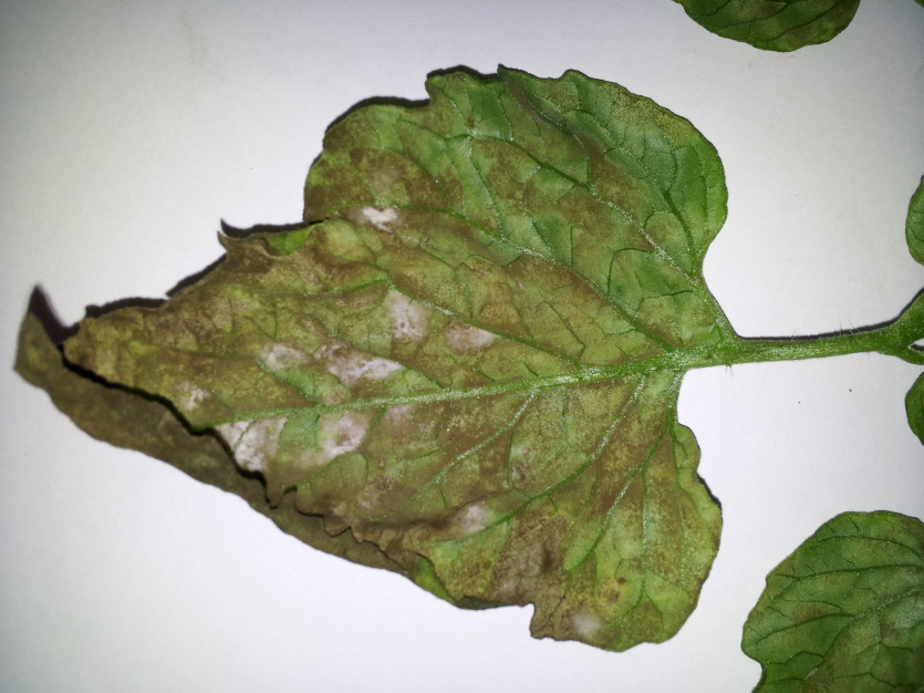 후기 병징(뒷면)