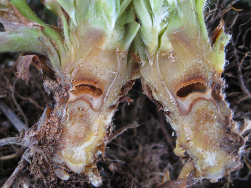 지제부 관부 공동