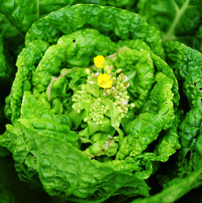 꽃봉오리 및 추대(1)