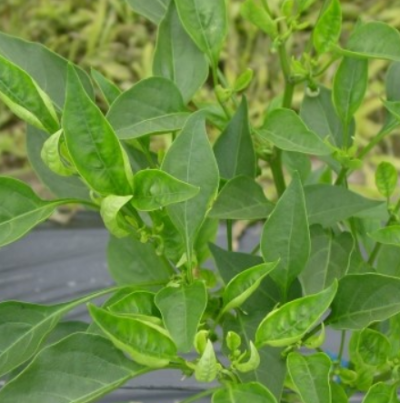 상위 잎 황화 및 말리는 증상