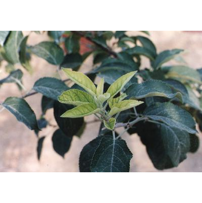 석회 과용으로 인한 철결핍