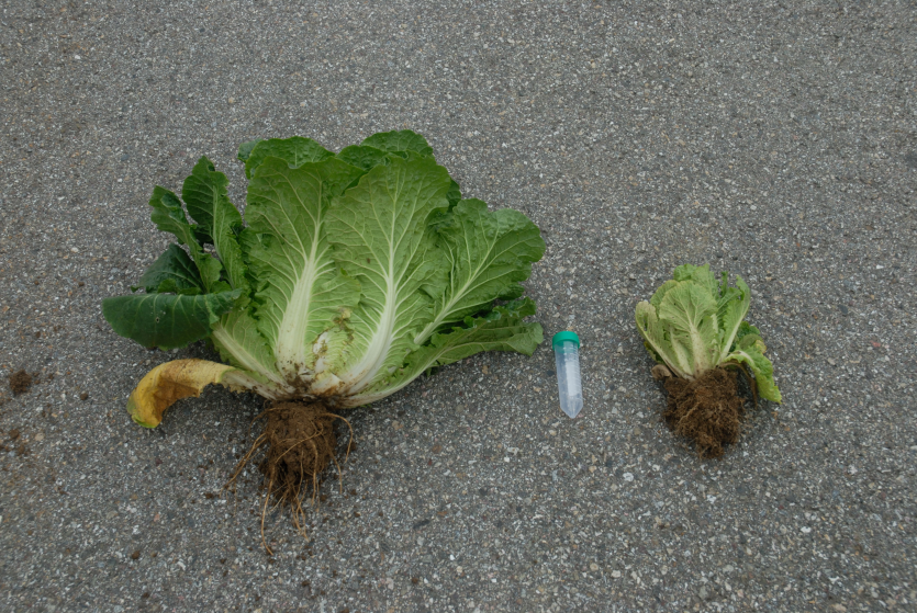 건전주와 피해주