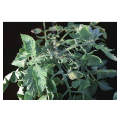 생장점 기형 및 위축