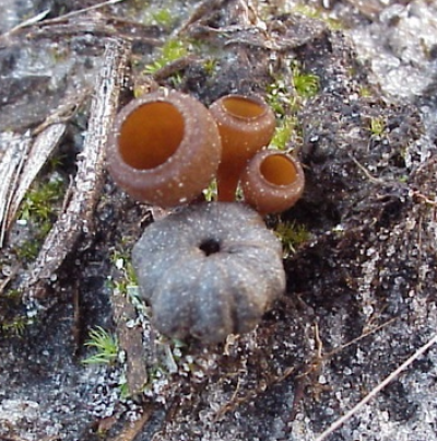 미이라 열매에 형성된 자낭반