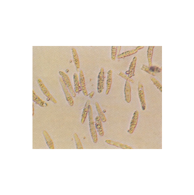 병원균(분생포자)