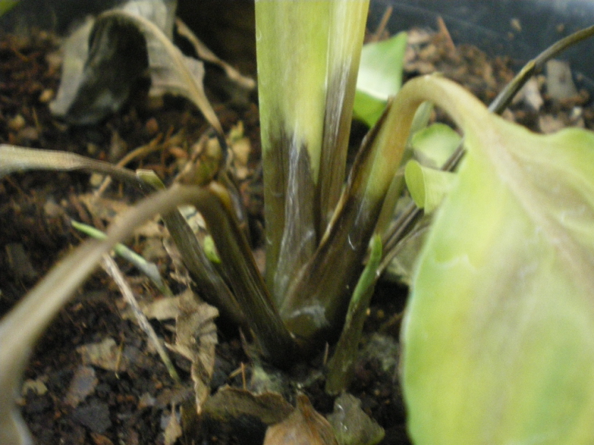 지제부 무름 증상(2)