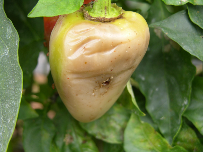 과실의 상처를 통해 발병된 무름병