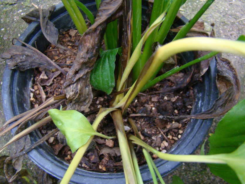 지제부 무름 증상(1)