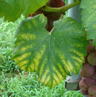 황화 및 괴사 증상