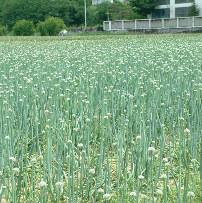 추대 발생 포장