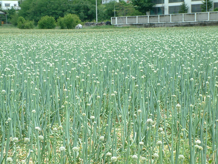 추대 발생 포장