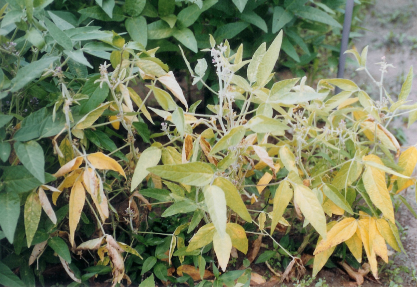 콩 역병 병든 포기