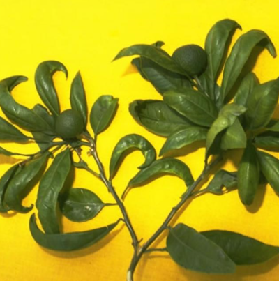 잎의 기형 증상