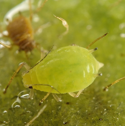 콩진딧물 무시 성충