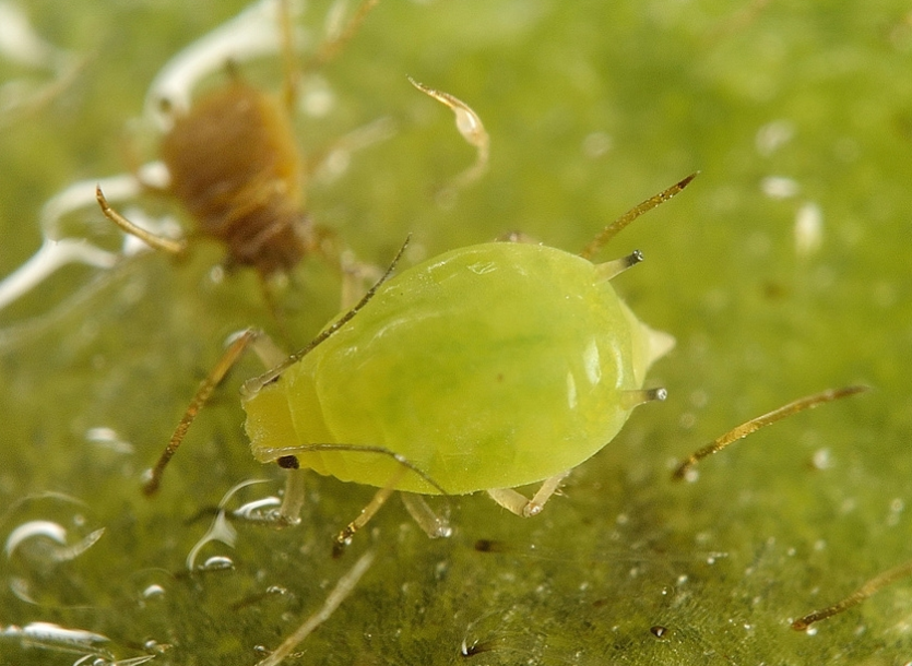 콩진딧물 무시 성충