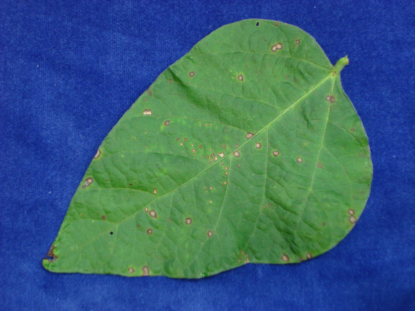 잎의 병반면적율 (5%)