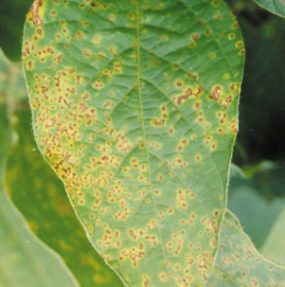 잎의 병징(앞면)