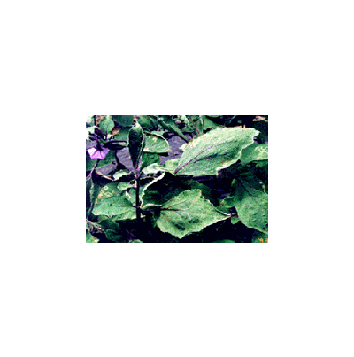 신엽의 축엽현상