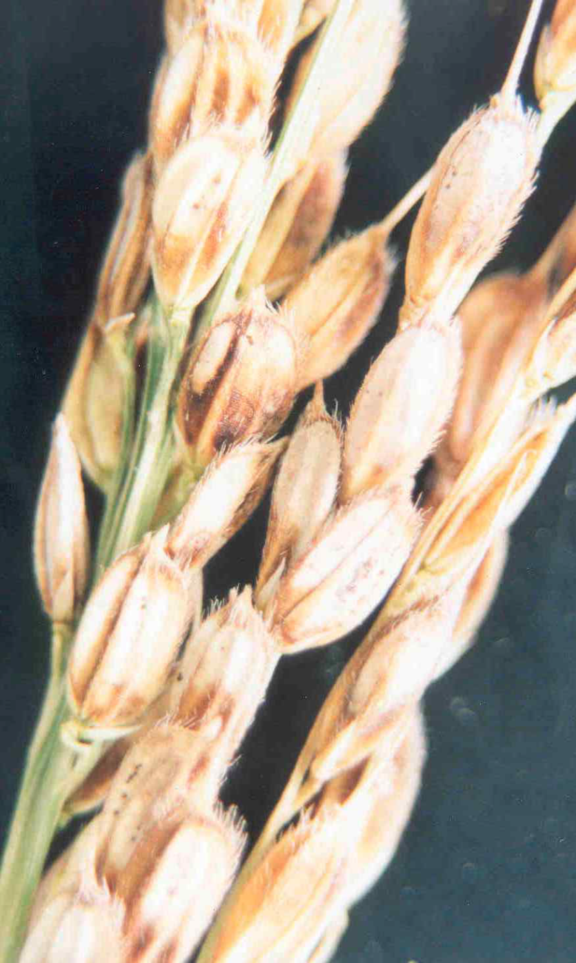 변색립에 의한 피해 정도 - 7