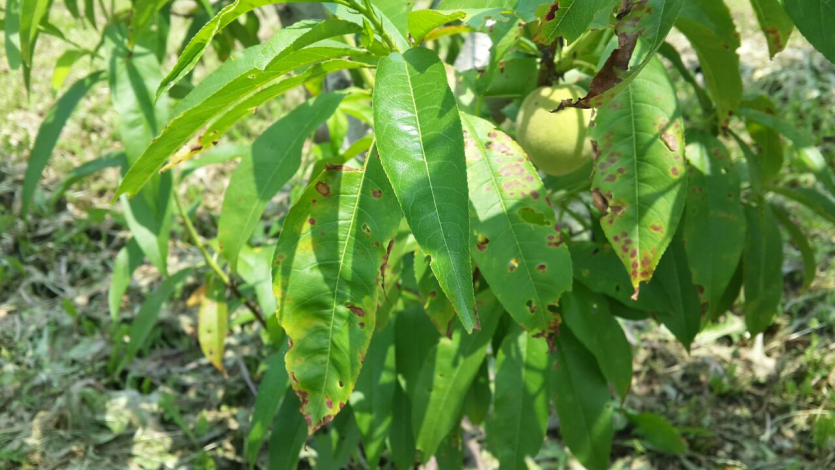 잎의 황백화 및 갈색반점