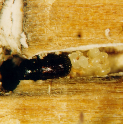  오리나무좀 성충과 알  