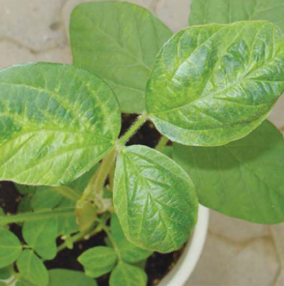 모자이크형 병징