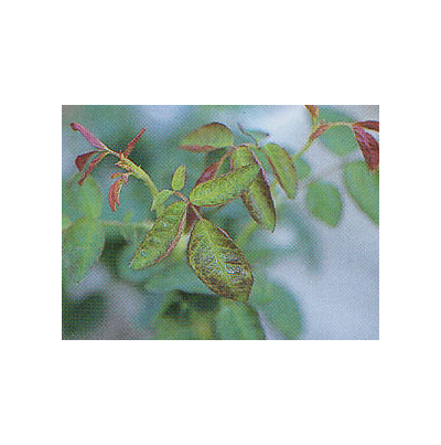 신초 암자색 변색(1)