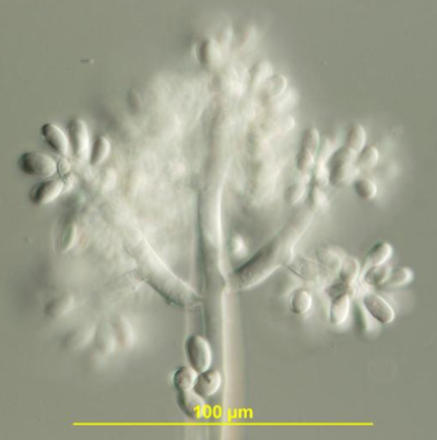 병원균의 분생포자경